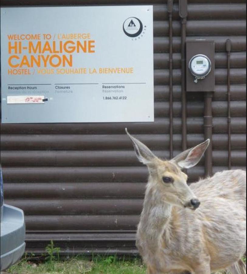 Auberge de jeunesse Hi Maligne Canyon - *